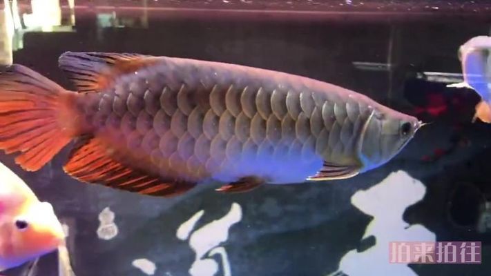 最漂亮的金龍魚（哪些品種被認為是最漂亮的金龍魚）