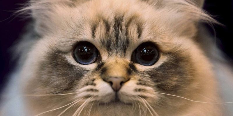 龍魚常見的?。糊堲~常見疾病及治療方法