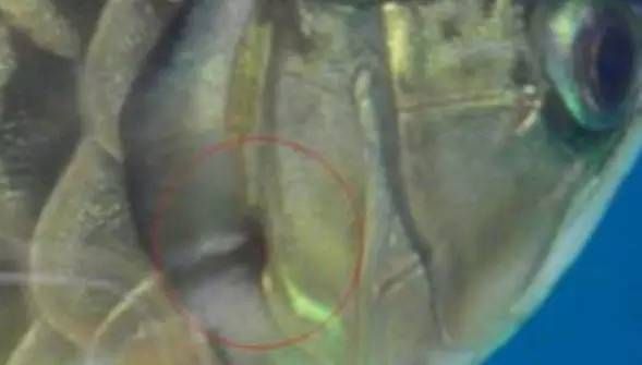龍魚常見的?。糊堲~常見疾病及治療方法