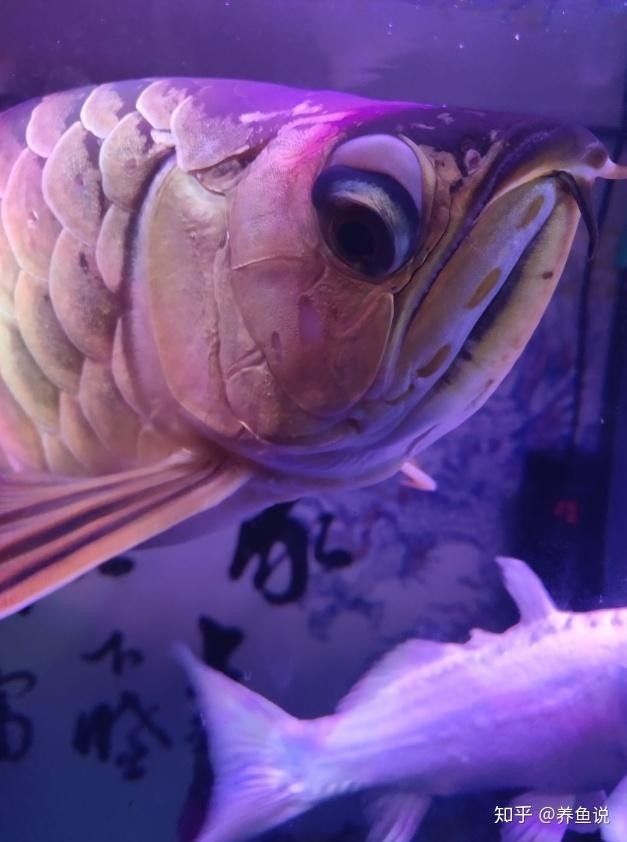 龍魚單邊掉眼怎么辦