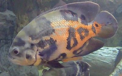 鸚鵡魚混養的水族箱布置技巧：鸚鵡魚混養水族箱應考慮以下幾個關鍵點以確保魚類的福利和水質的穩定