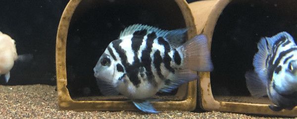 鸚鵡魚混養的水族箱布置技巧：鸚鵡魚混養水族箱應考慮以下幾個關鍵點以確保魚類的福利和水質的穩定