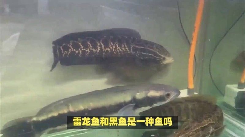 黑魚和雷龍魚哪個更好吃？