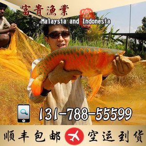 馬來西亞高端龍魚品牌漁場大匯總（馬來西亞高端龍魚品牌漁場大匯總道客巴巴）