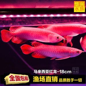 馬來西亞高端龍魚品牌漁場大匯總（馬來西亞高端龍魚品牌漁場大匯總道客巴巴）