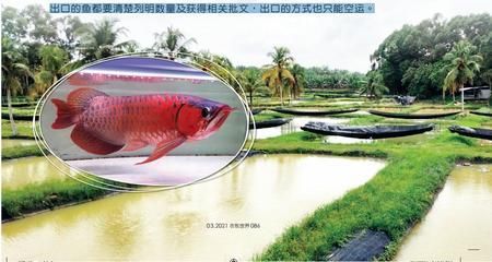 馬來西亞高端龍魚品牌漁場大匯總（馬來西亞高端龍魚品牌漁場大匯總道客巴巴）