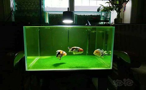 西龍魚缸售后服務電話是多少號