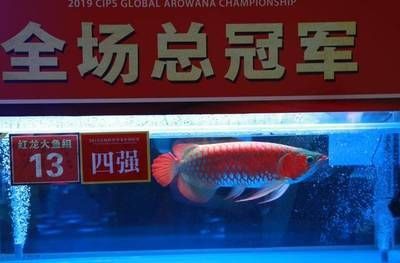 龍魚比賽怎么參加【“長城杯”世界龍魚錦標賽怎么參加龍魚比賽通常需要遵循一定的流程和要求】