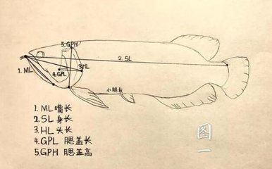 龍魚尺寸怎么量（如何測(cè)量龍魚的尺寸）