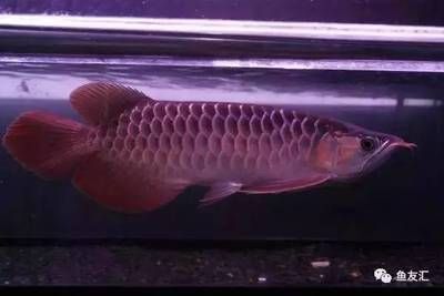 龍魚(yú)一般多大發(fā)色正常：如何判斷龍魚(yú)發(fā)色是否正常