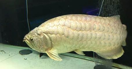 龍王井龍魚：關于“龍王井龍魚”你了解多少？ 龍王井龍魚：關于“龍王井龍魚”你了解多少？ 龍魚百科 第3張