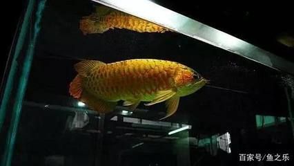 龍王井龍魚：關于“龍王井龍魚”你了解多少？ 龍王井龍魚：關于“龍王井龍魚”你了解多少？ 龍魚百科 第2張