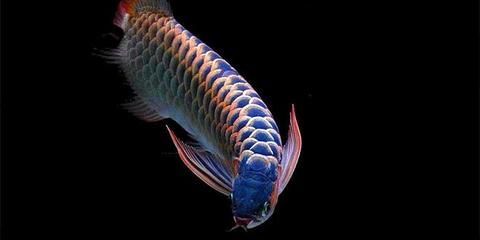 龍魚的霸氣說說短句子：關于龍魚霸氣的說說短句子