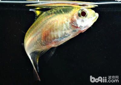 檸檬鯽品種的飼養技巧，檸檬鯽魚的飼養技巧