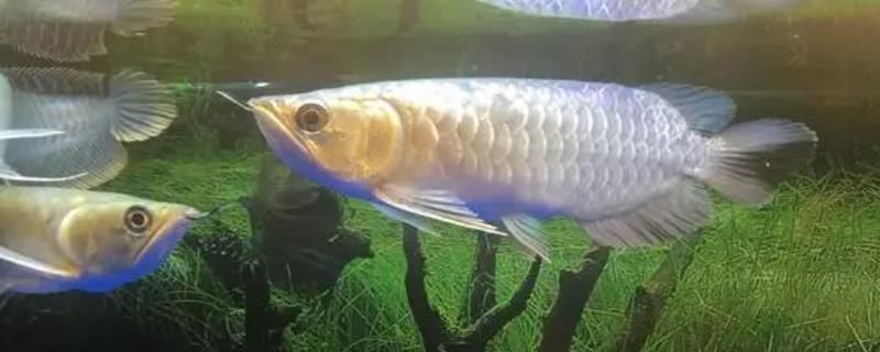 龍魚鼓眼怎么治療：龍魚鼓眼怎么辦