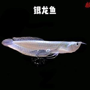 大型銀龍魚多少錢一條（大型銀龍魚價格因地區、尺寸大小的不同而有所差異）