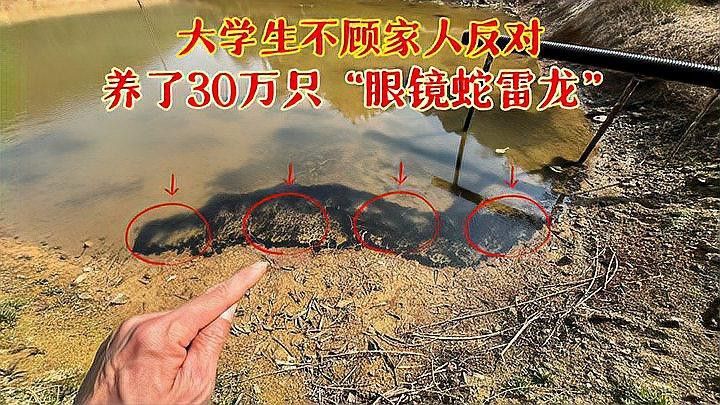 彩虹雷龍魚多大可以繁殖