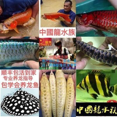 金龍魚苗批發【金龍魚苗批發價格影響因素】