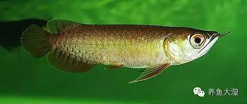 大龍魚(yú)圖片高清壁紙