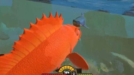 紅龍魚搭配什么魚好（紅龍魚和什么魚一起養）