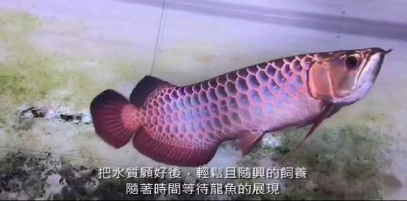 臺(tái)灣龍魚玩家江輝亮視頻