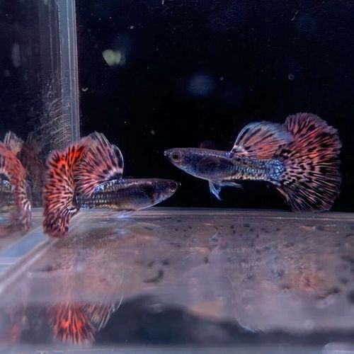 紅龍魚稀有品種的價格是多少？
