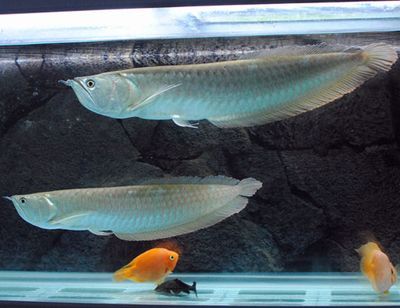賽級銀龍魚（賽級銀龍魚市場價格趨勢如何挑選優(yōu)質(zhì)銀龍魚賽級銀龍魚）