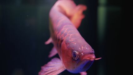 紅龍魚身上有黑斑是怎么回事（如何診斷紅龍魚的黑斑病）