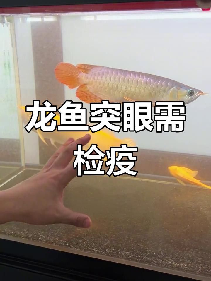 龍魚眼睛凸起多久會失明？