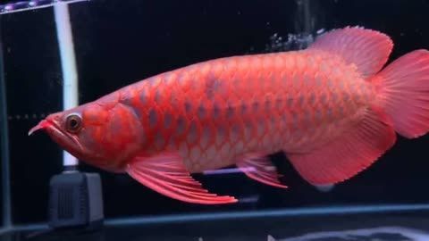 紅龍魚號半什么意思啊：\紅龍魚號半紅龍魚和其他龍魚雜交產物的區別