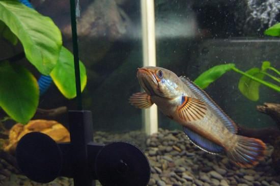 雷龍魚主食飼料的選擇方法：選擇適合雷龍魚的主食飼料是確保其健康成長和體色美觀的關鍵
