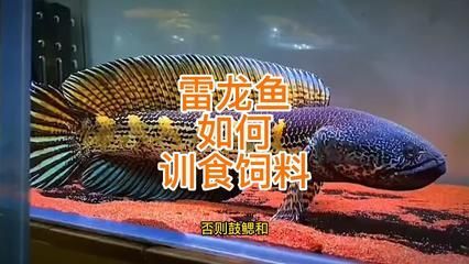 雷龍魚主食飼料的選擇方法：選擇適合雷龍魚的主食飼料是確保其健康成長和體色美觀的關鍵