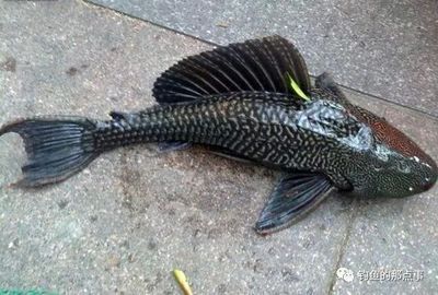 金龍魚20cm魚苗吃什么（20cm的金龍魚應該投喂小魚、蟑螂、南極蝦等人工餌料）