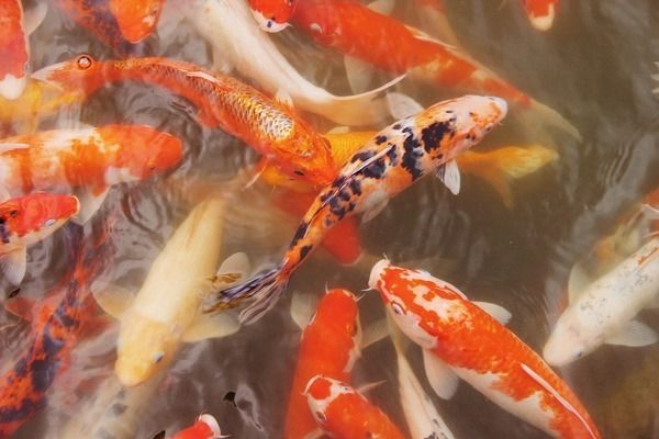 金龍魚銀龍魚的價格區別，金龍魚與銀龍魚的價格區別