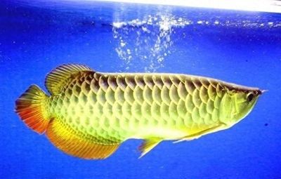 龍魚有哪些顏色：關于龍魚顏色的一些詳細信息