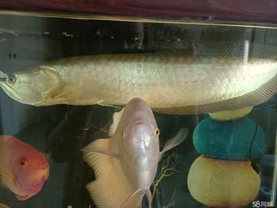 40公分的龍魚怎么養(yǎng)活的（40公分的金龍魚飼養(yǎng)方法）