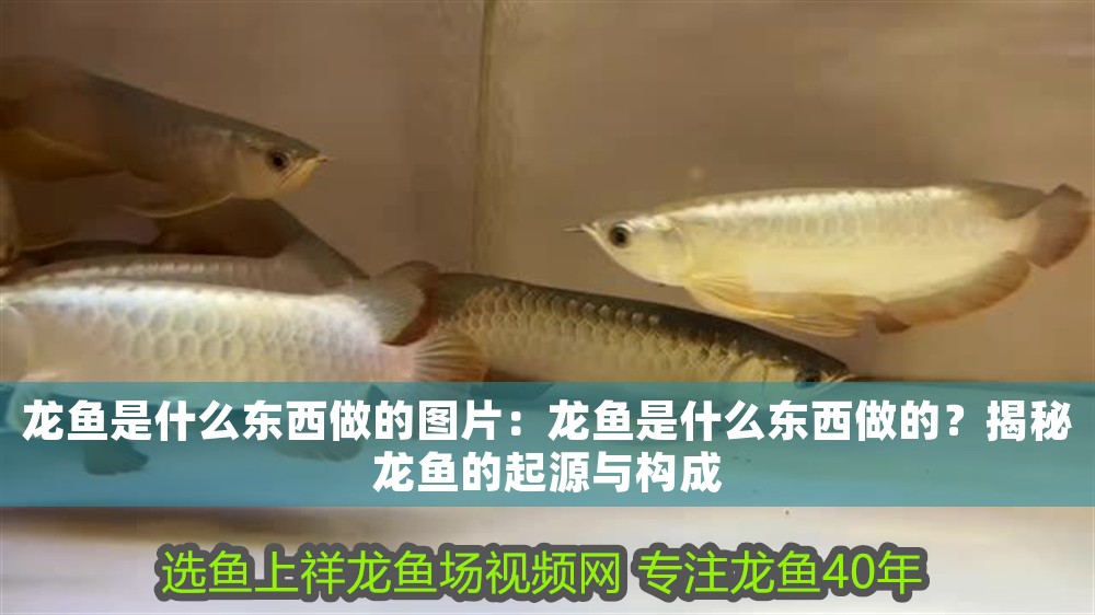 龍魚是什么東西做的圖片：龍魚是什么東西做的？揭秘龍魚的起源與構(gòu)成