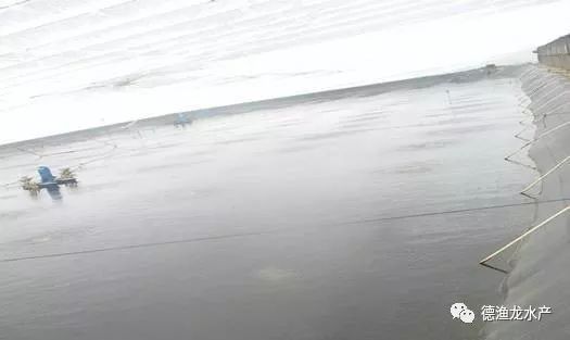 龍魚是什么東西做的圖片：龍魚是什么東西做的？揭秘龍魚的起源與構(gòu)成