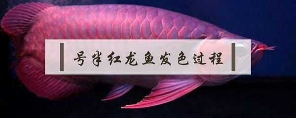 紅龍魚的詩句（關于“紅龍魚的詩句”的相關信息我愿意繼續提供幫助）