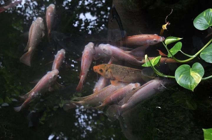 如何判斷龍魚外寄生蟲是否治愈？
