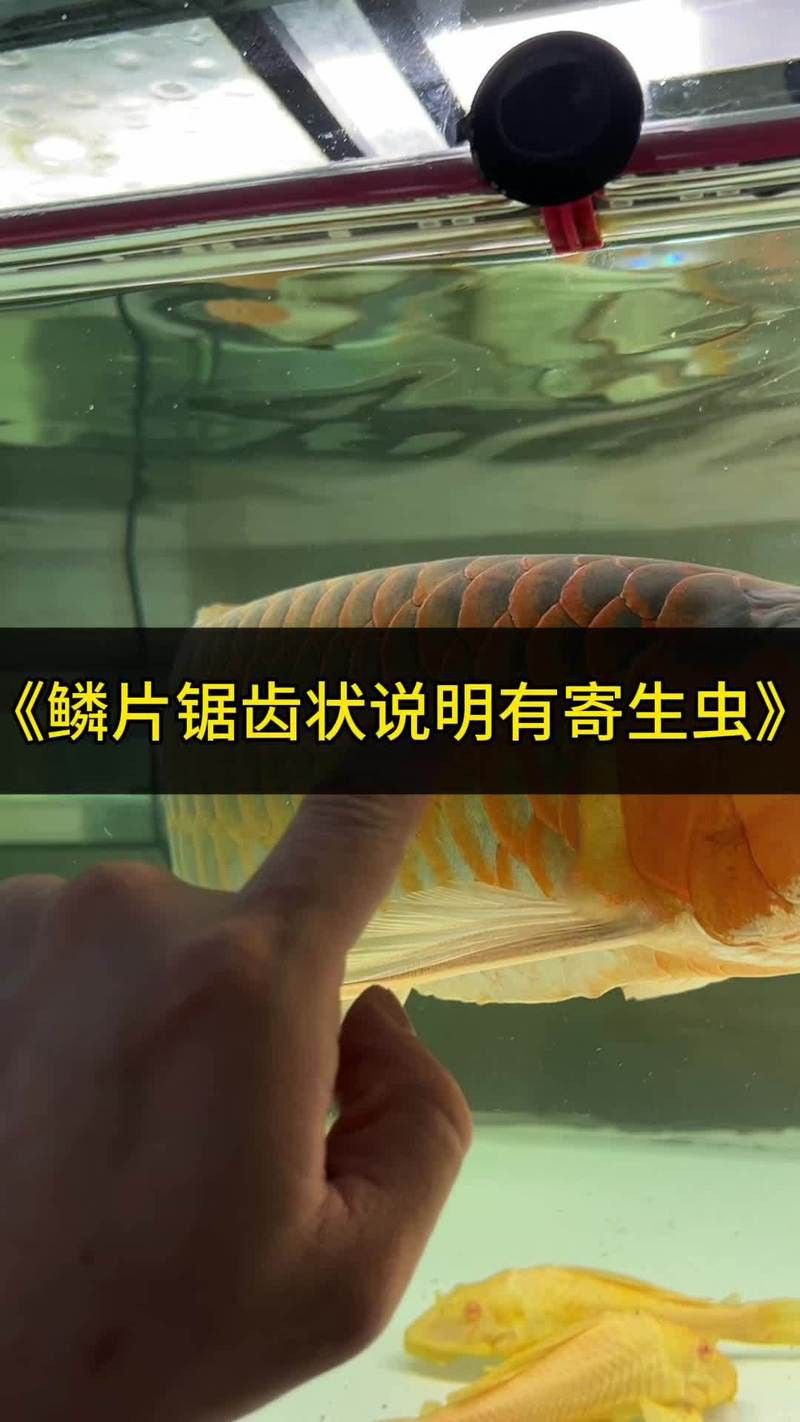 如何判斷龍魚外寄生蟲是否治愈？