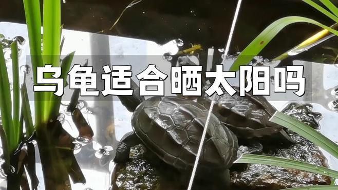龍魚分為幾大類,各有什么特色：龍魚分為幾大類，各有什么特色