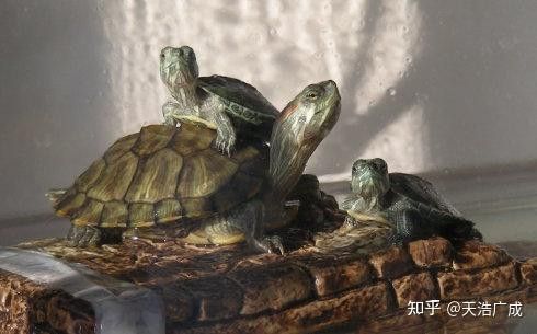 龍魚分為幾大類,各有什么特色：龍魚分為幾大類，各有什么特色
