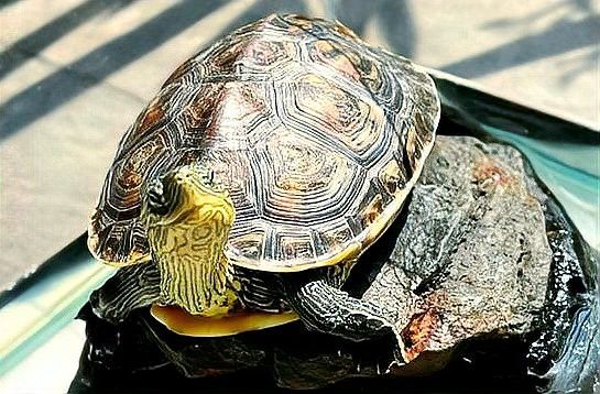 龍魚分為幾大類,各有什么特色：龍魚分為幾大類，各有什么特色