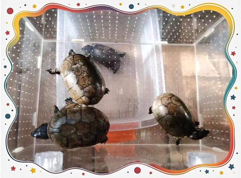 龍魚分為幾大類,各有什么特色：龍魚分為幾大類，各有什么特色