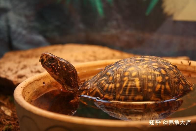 龍魚分為幾大類,各有什么特色：龍魚分為幾大類，各有什么特色