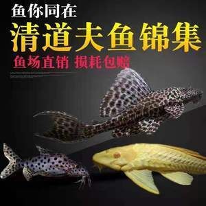 金龍魚吃了清道夫：有金龍魚吃了清道夫的情況但是請注意，這是在魚缸中的個體行為