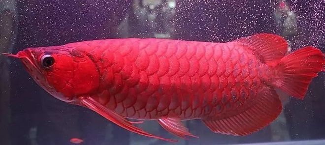 紅龍魚這幾天不吃怎么回事呀：紅龍魚幾天不吃食可能是由多種因素引起
