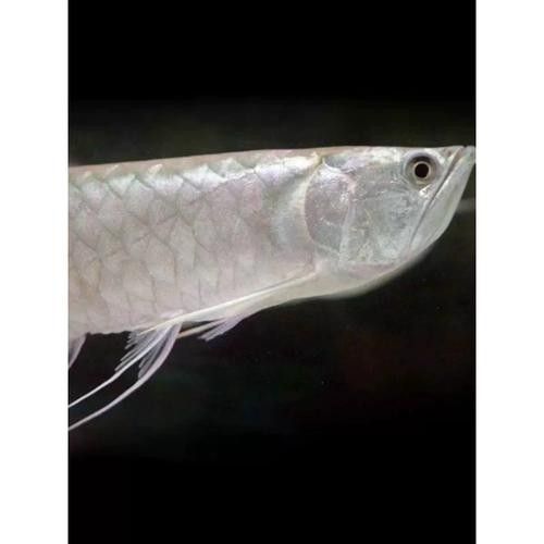 銀龍魚是什么顏色為正常的圖片