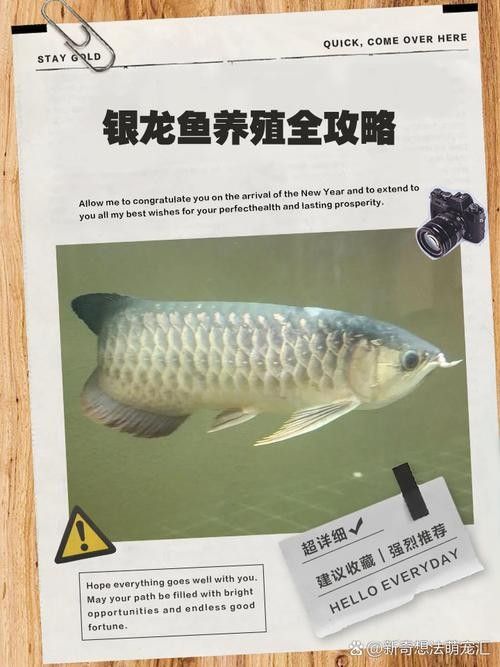 銀龍魚是什么顏色為正常的圖片